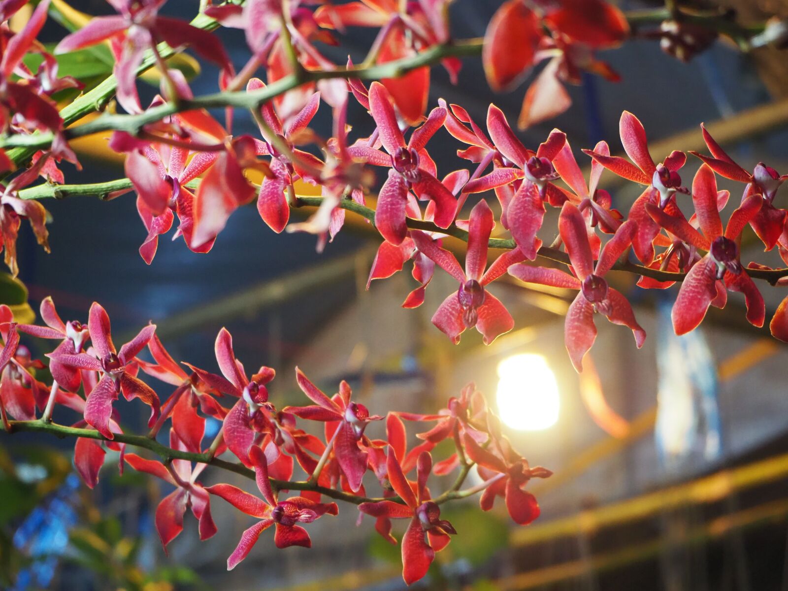 Olympus OM-D E-M10 III sample photo. Nature, flowers, dare wood photography