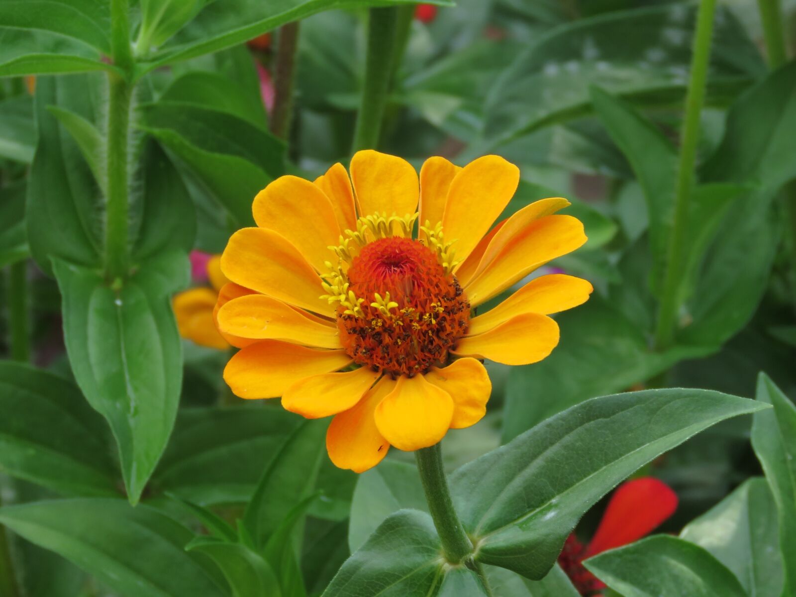 Canon PowerShot SX60 HS sample photo. Nature, summer, flora photography