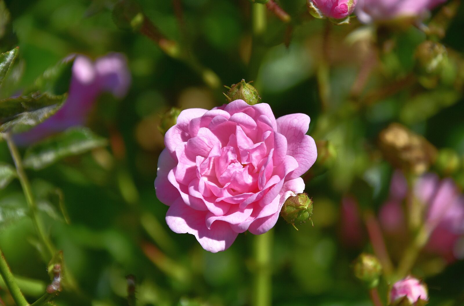 Nikon D7200 sample photo. Plants, garden, flora photography