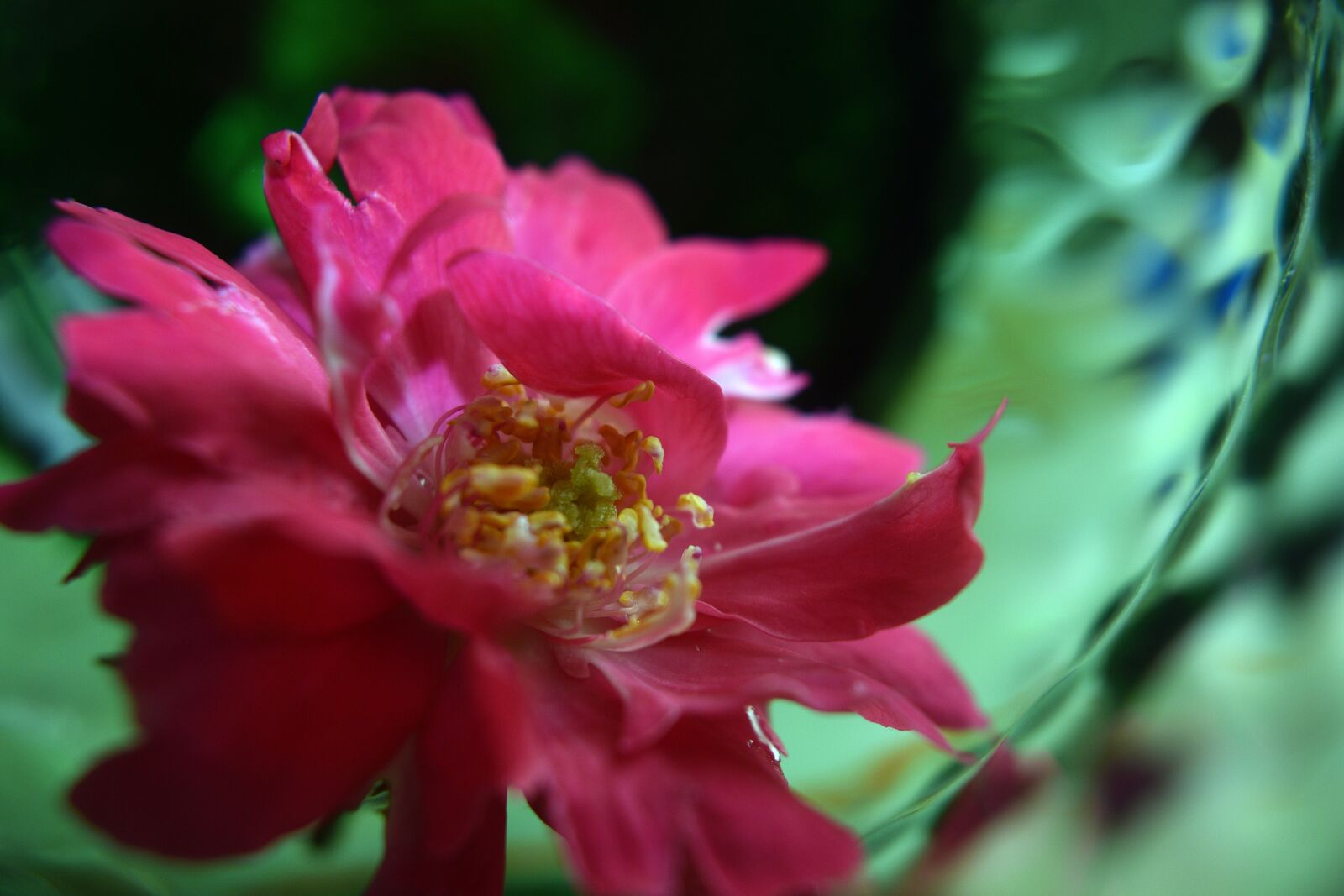 Nikon D3400 sample photo. Flower, flowers, spring photography