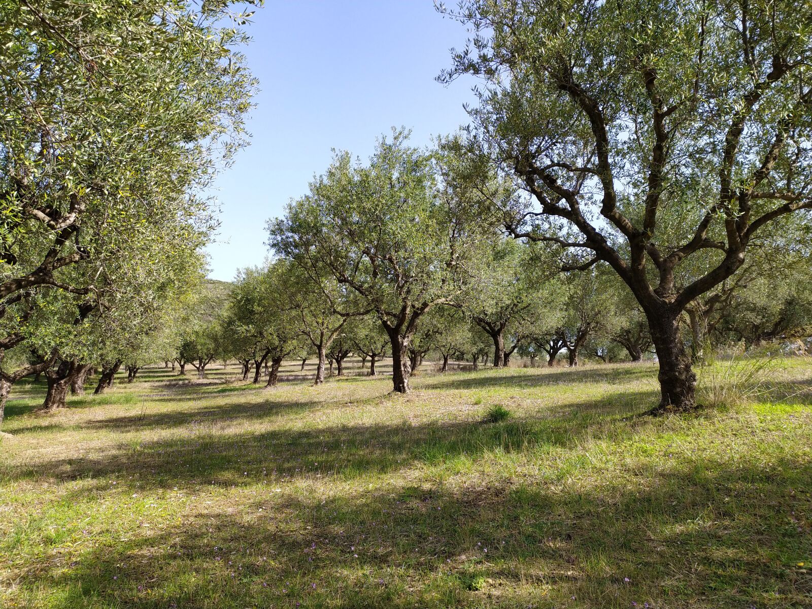 Xiaomi Redmi Note 8T sample photo. Olive grove, olives, coronetics photography