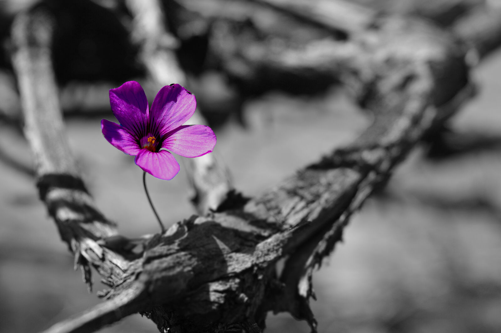 Nikon D3200 sample photo. Beautiful, flowers, black, and photography