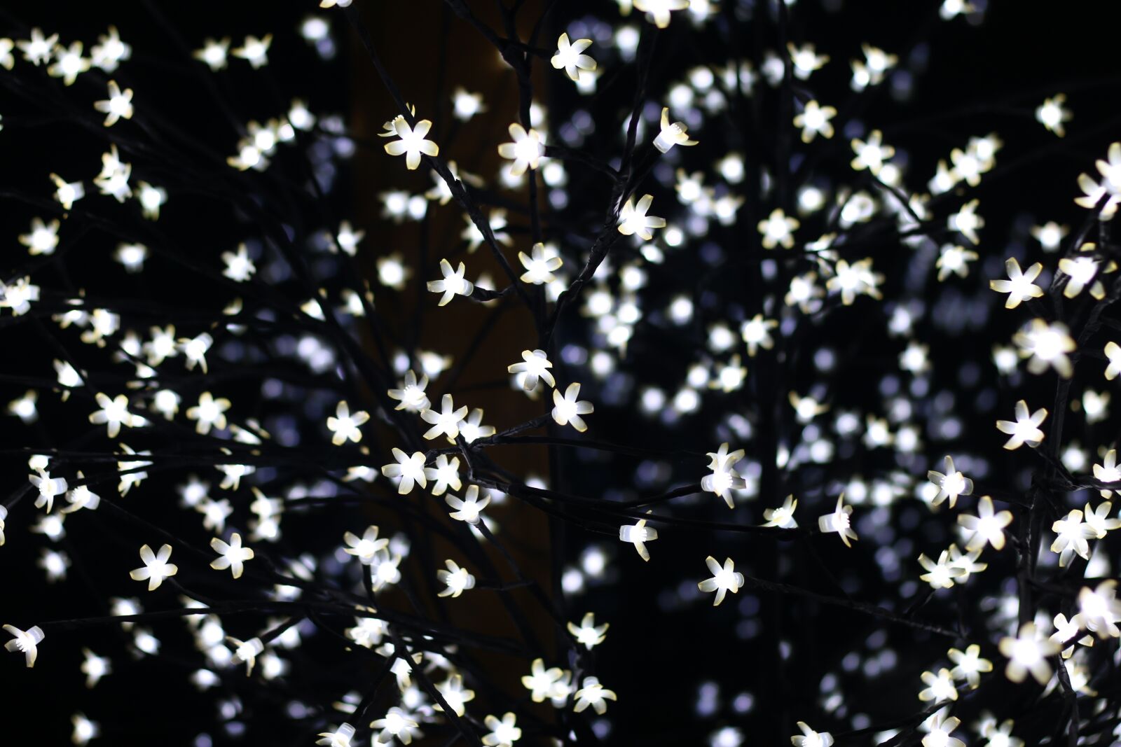Canon EOS 70D + Canon EF 50mm F1.8 II sample photo. Lichterkette, light, dark photography