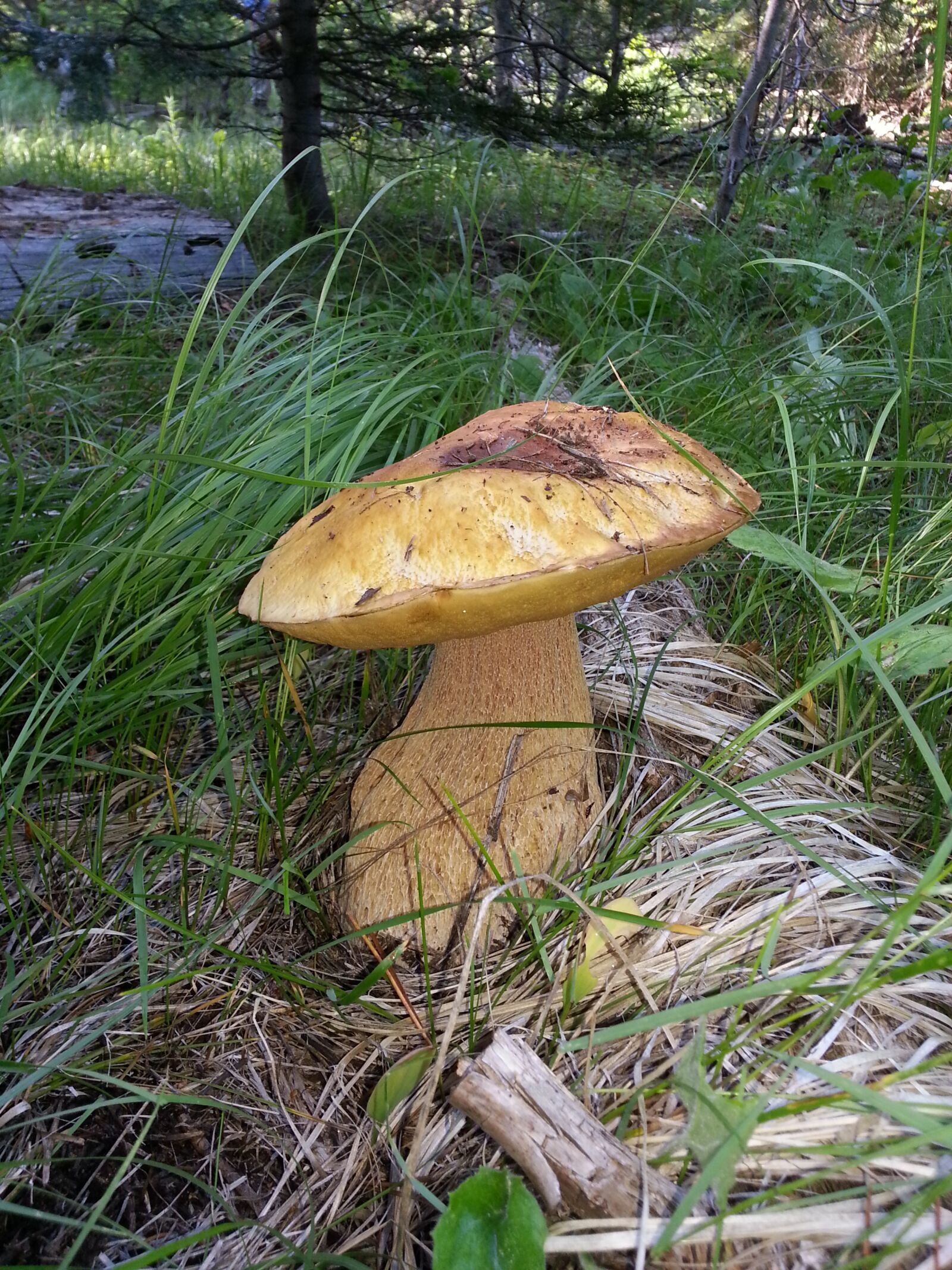 Samsung Galaxy S3 sample photo. King, bolete, mushroom photography