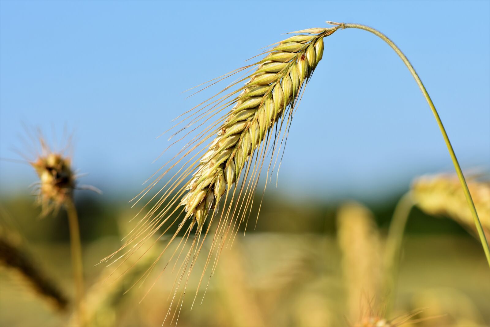 Nikon D7200 sample photo. Wheat, barley, cereals photography