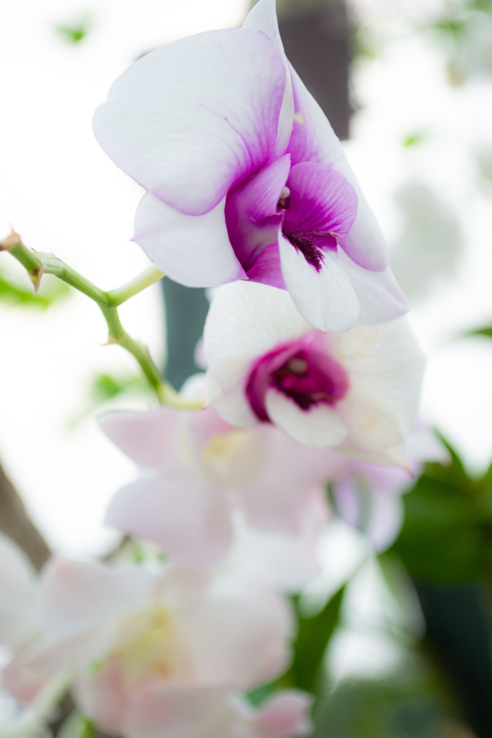 Nikon D3100 sample photo. Macro, sunlight, flower garden photography
