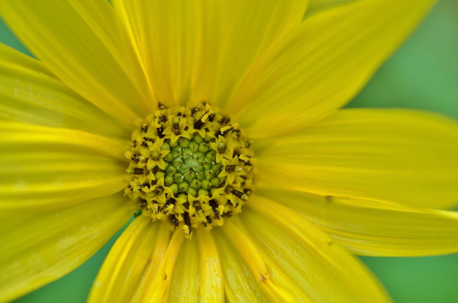 Nikon D7000 sample photo. Flower, natur, spring photography