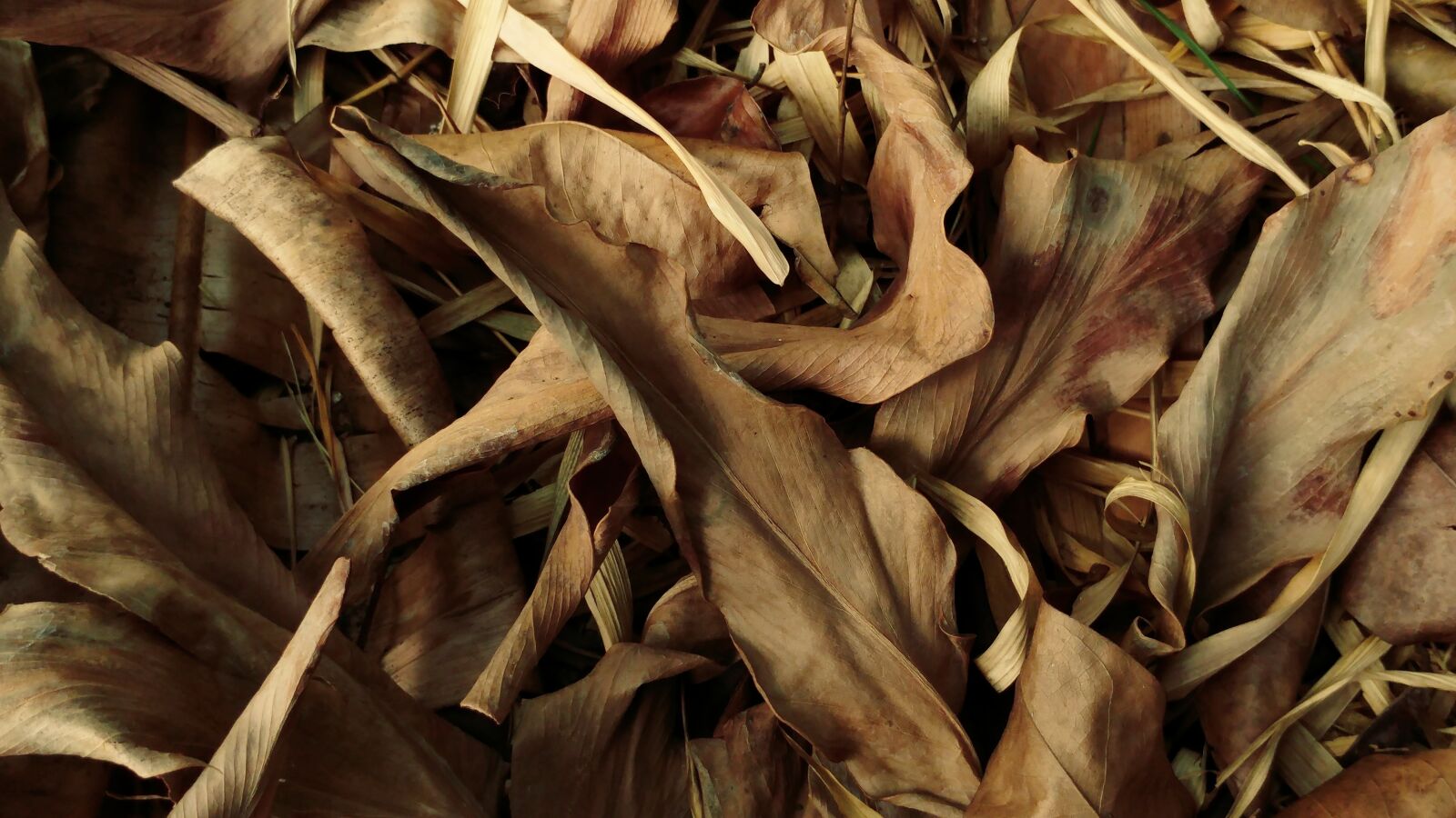 LG G5 sample photo. Dry leaves, leaves, parched photography