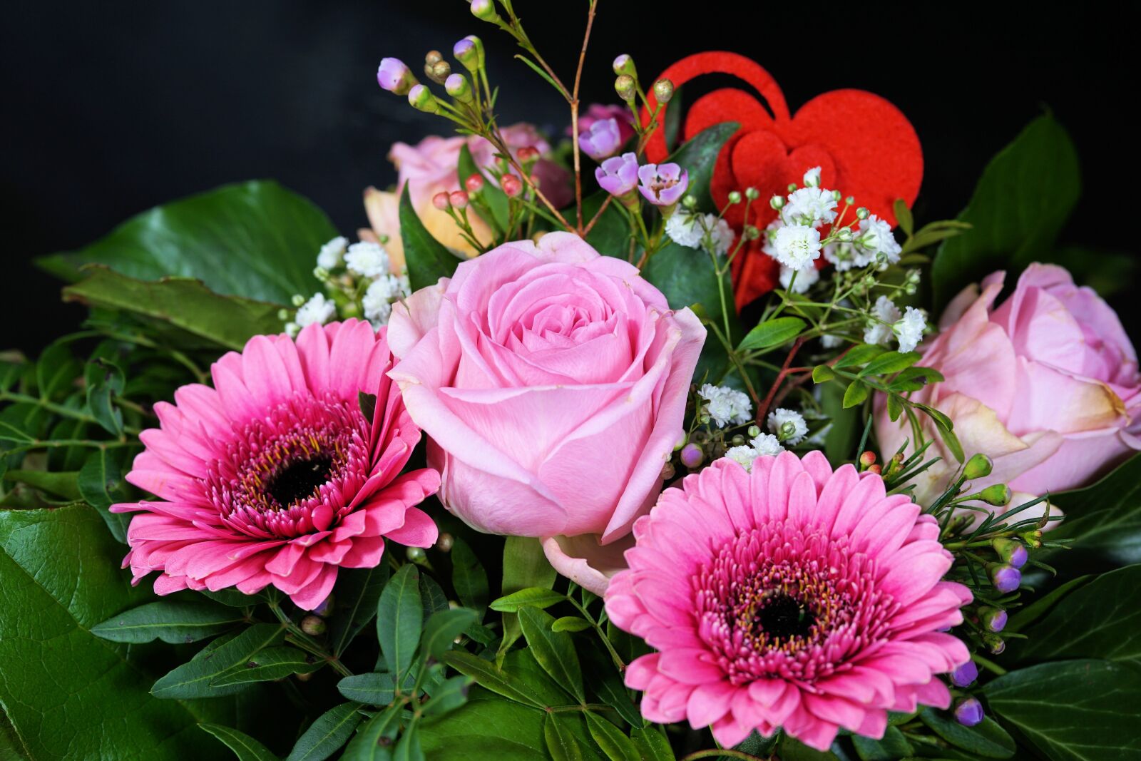 Sony a6000 + E 60mm F2.8 sample photo. Rose, flower, blossom photography