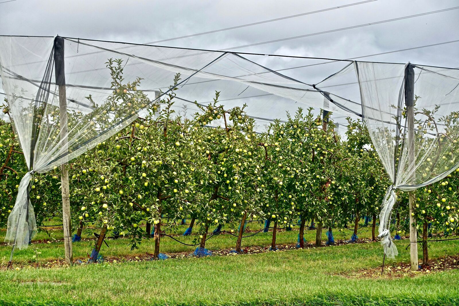 Sony Cyber-shot DSC-RX100 III sample photo. Fruit tree, apples, harvest photography