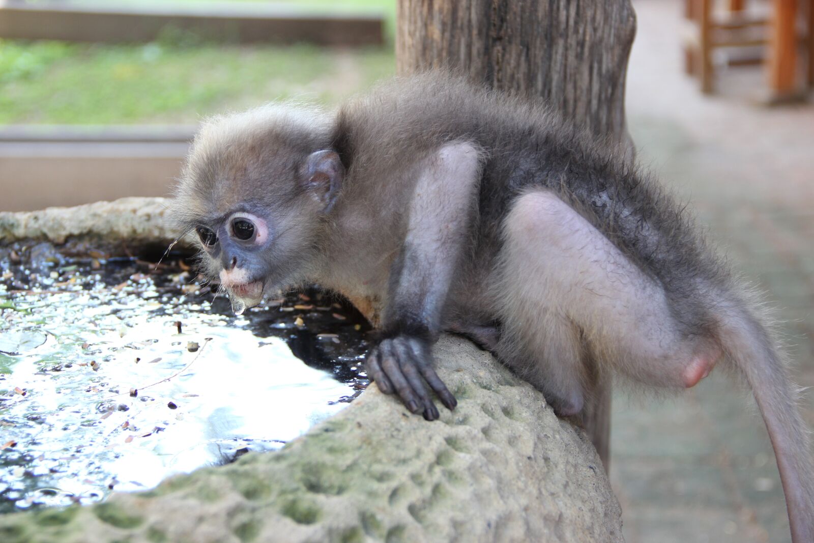 Canon EOS 550D (EOS Rebel T2i / EOS Kiss X4) sample photo. Leash, hua hin safari photography