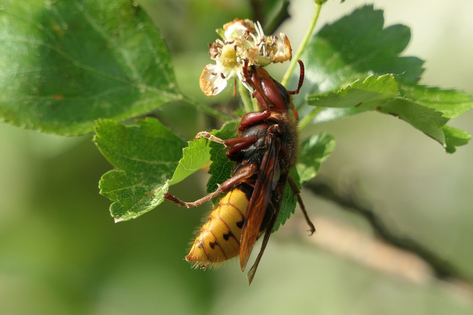 Panasonic Lumix DMC-FZ2500 (Lumix DMC-FZ2000) sample photo. Hornet, insect, macro photography