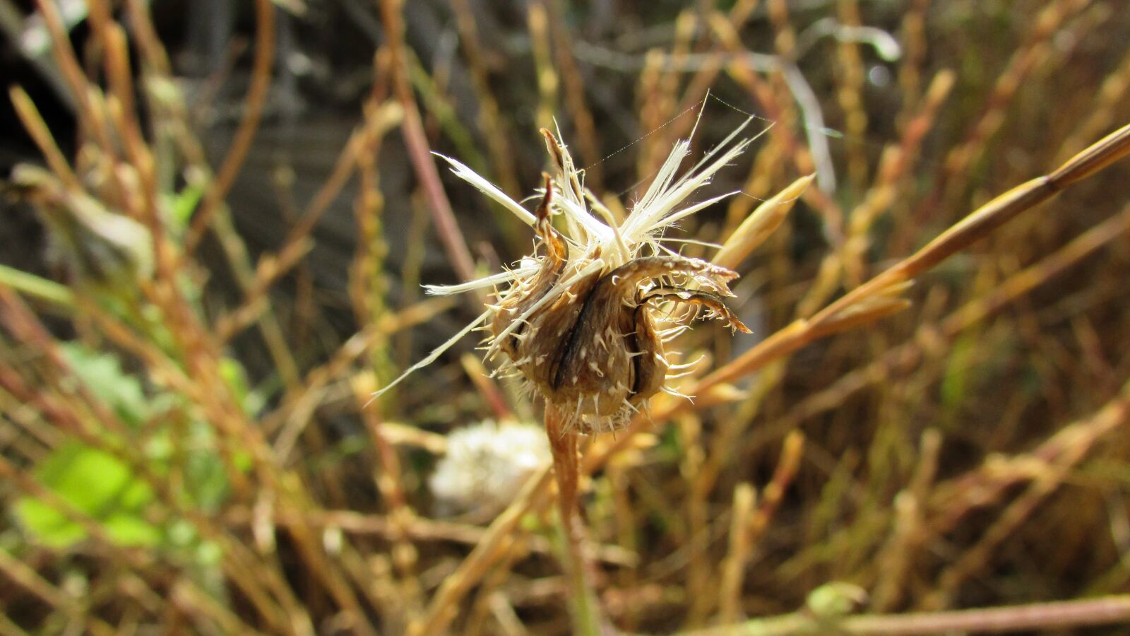 Canon PowerShot SX400 IS sample photo. Cyprus, cavo greko, national photography