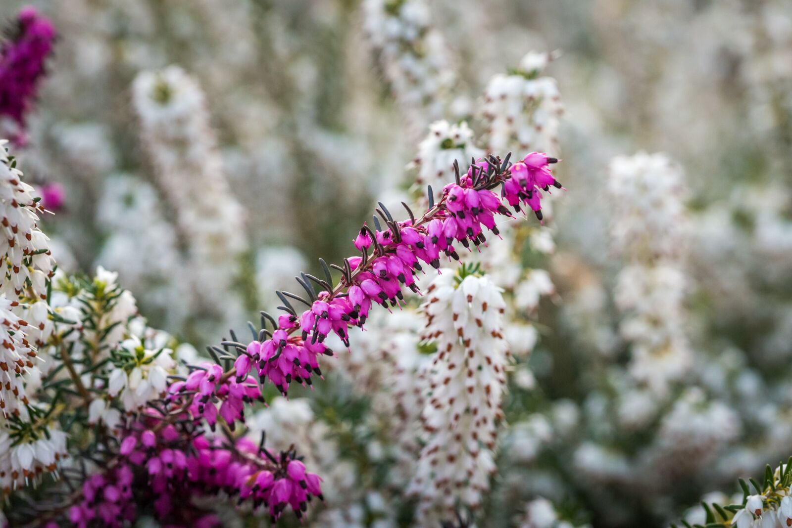 Nikon D610 sample photo. Erica x darleyensis, kramer's photography