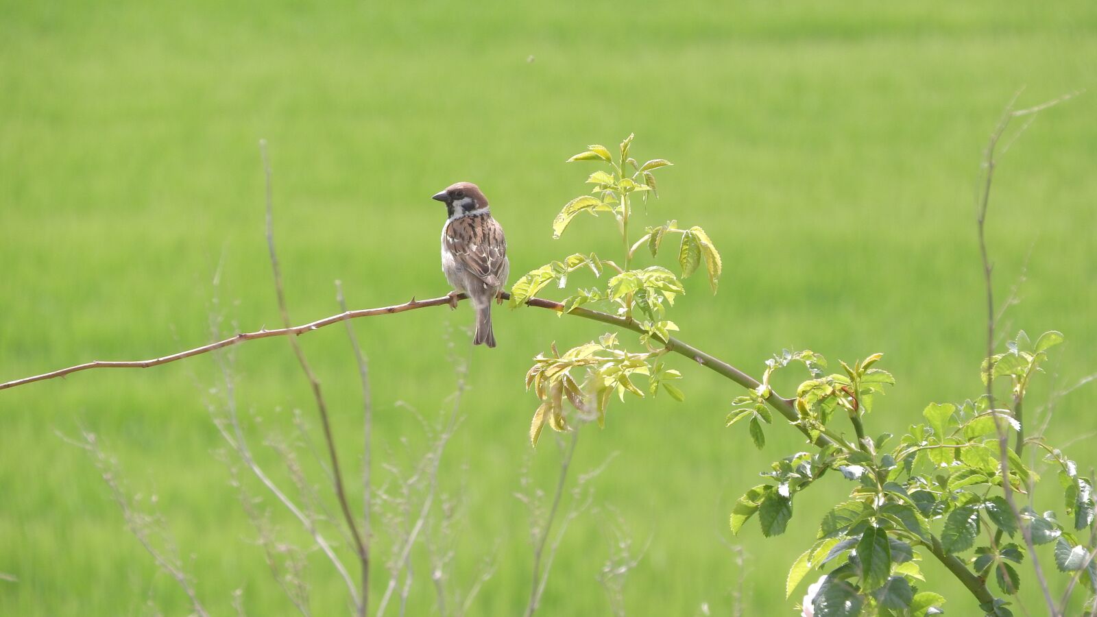 Nikon Coolpix P610 sample photo. Eurasian tree sparrow, passer photography