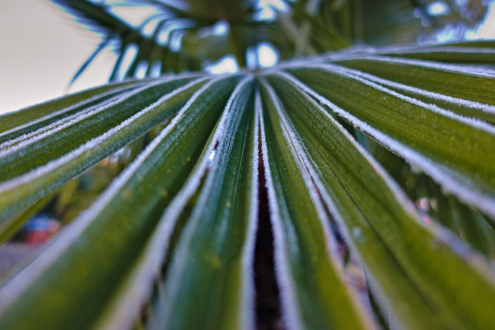 Sony DSC-RX100M5A sample photo. Palm, leaf, texture photography