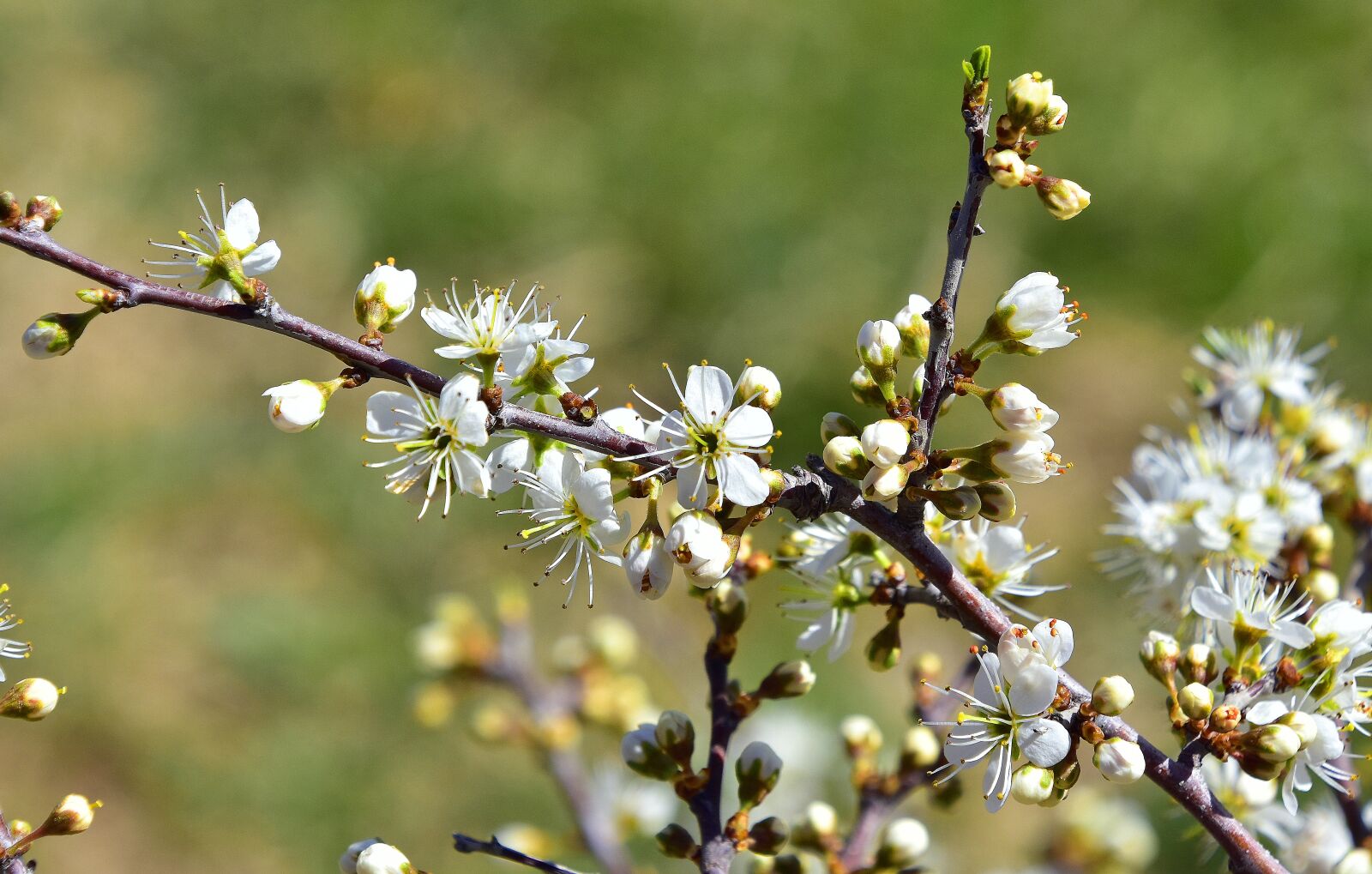 Nikon D7200 sample photo. Flower, tree, nature photography