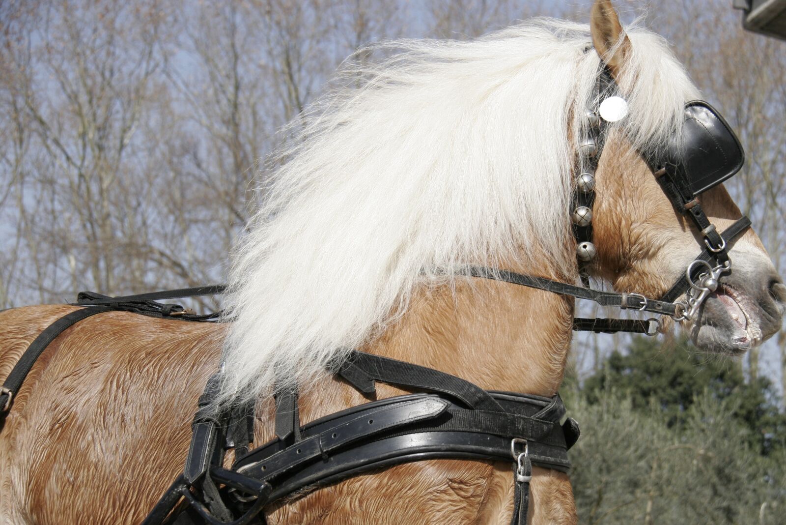 Canon EOS 20D sample photo. Nervous, horse, horsehair photography