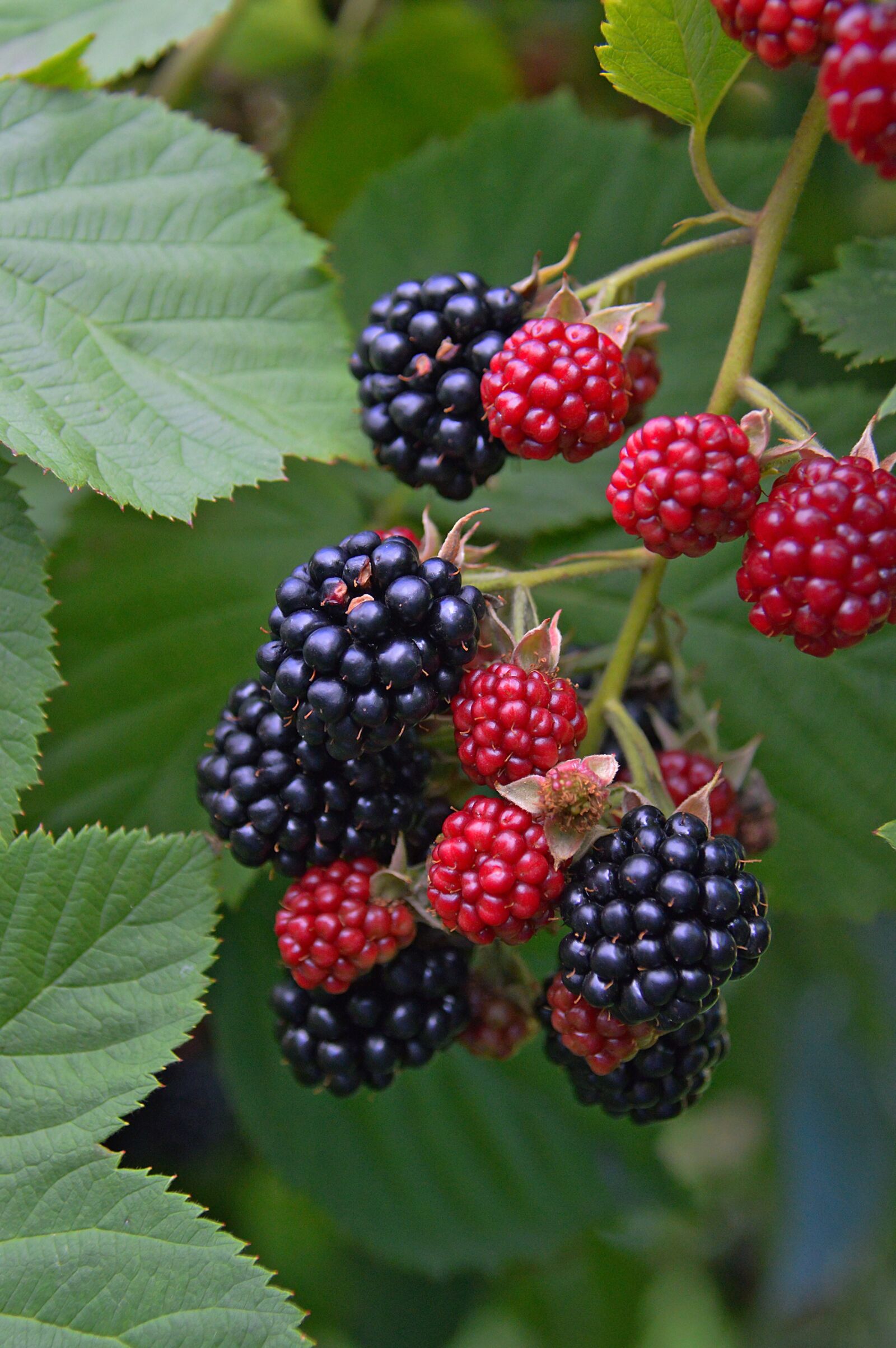 Nikon D3200 sample photo. Fruit, blackberry, berry photography