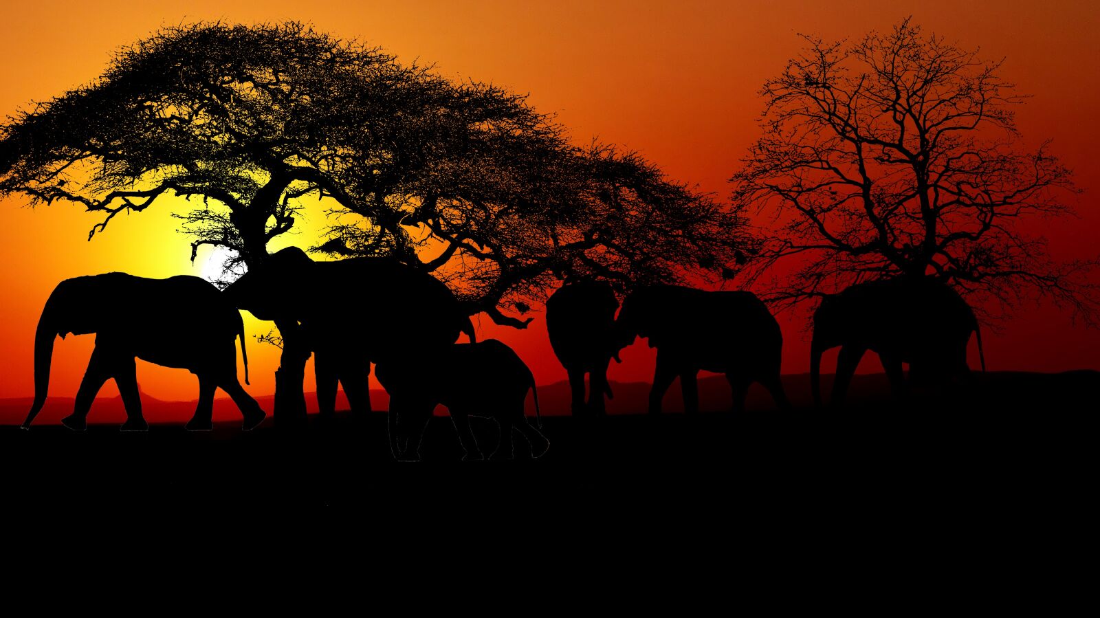 Panasonic Lumix DMC-FZ200 sample photo. Sunset, savannah, elephants photography