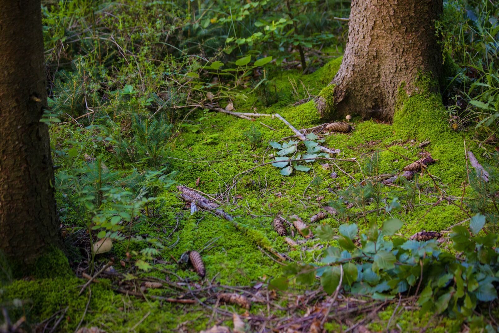 Canon EOS 5D Mark II + Canon EF 70-300mm F4-5.6 IS USM sample photo. Forest, green, moss photography