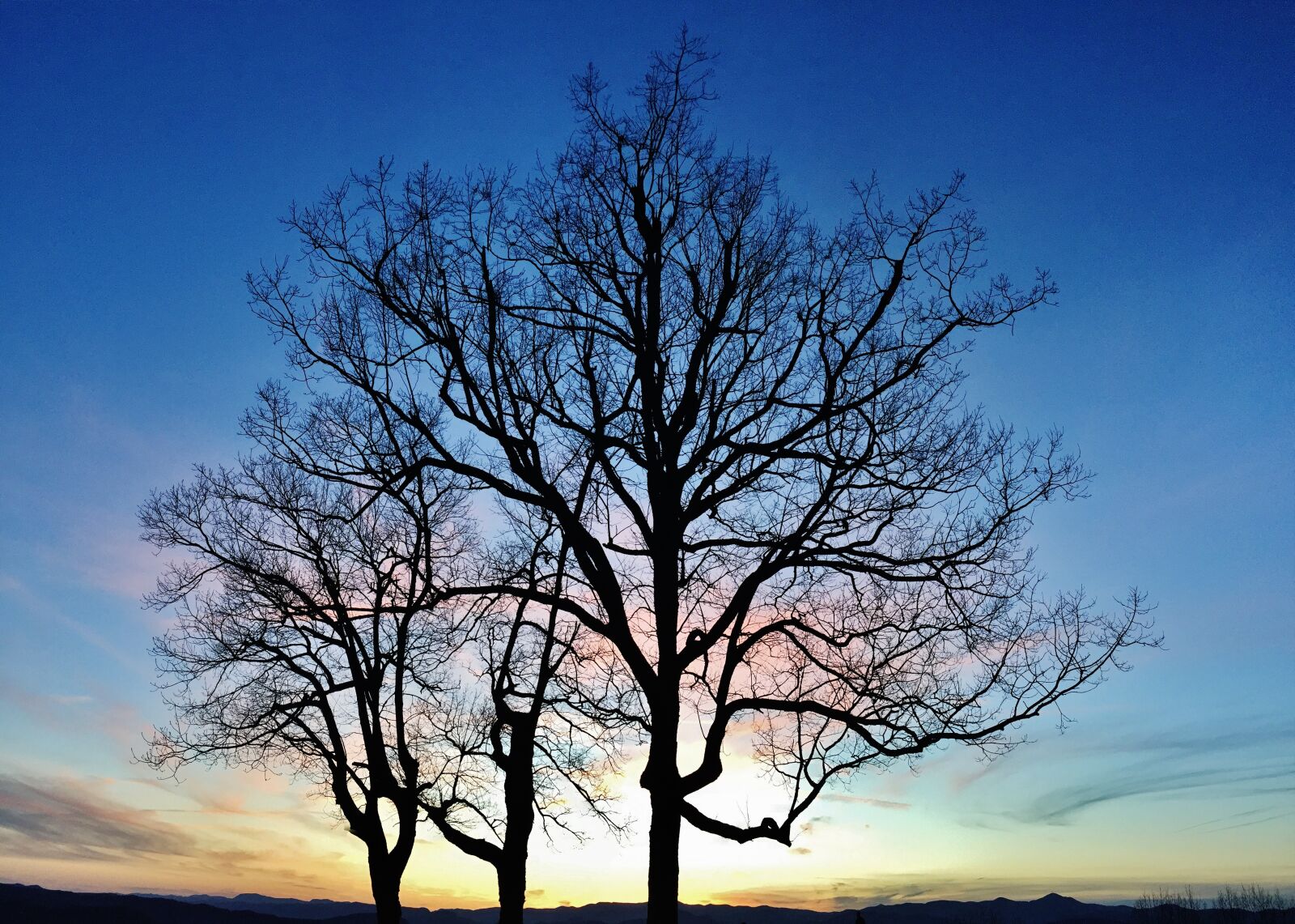 Apple iPhone 6 sample photo. Trees, fall, sky photography