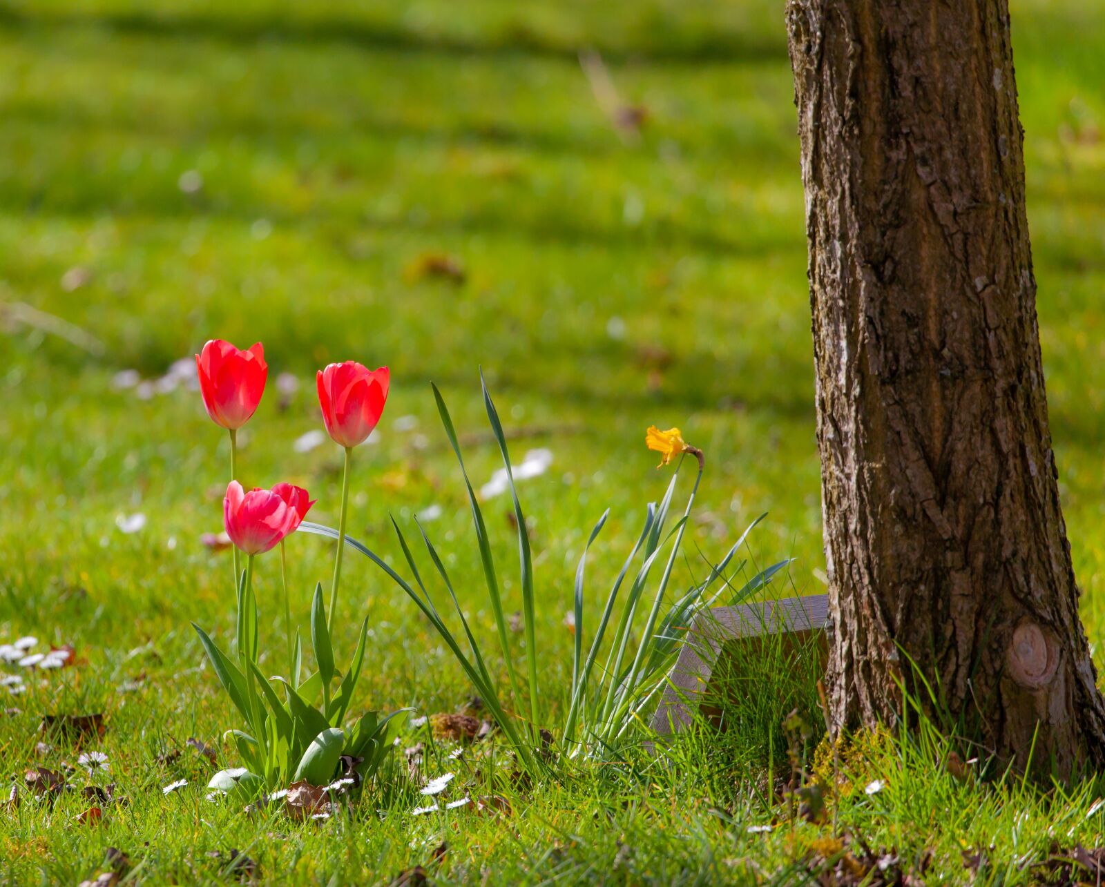Canon EOS 5D Mark II sample photo. Flowers, crocus, memorial stone photography