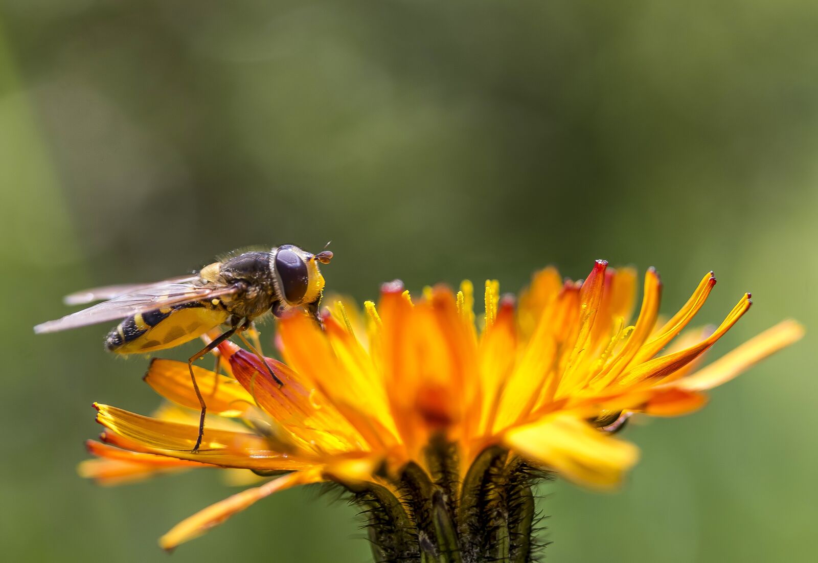 Canon EF-S 60mm F2.8 Macro USM sample photo. Insect, flower, dandelion photography