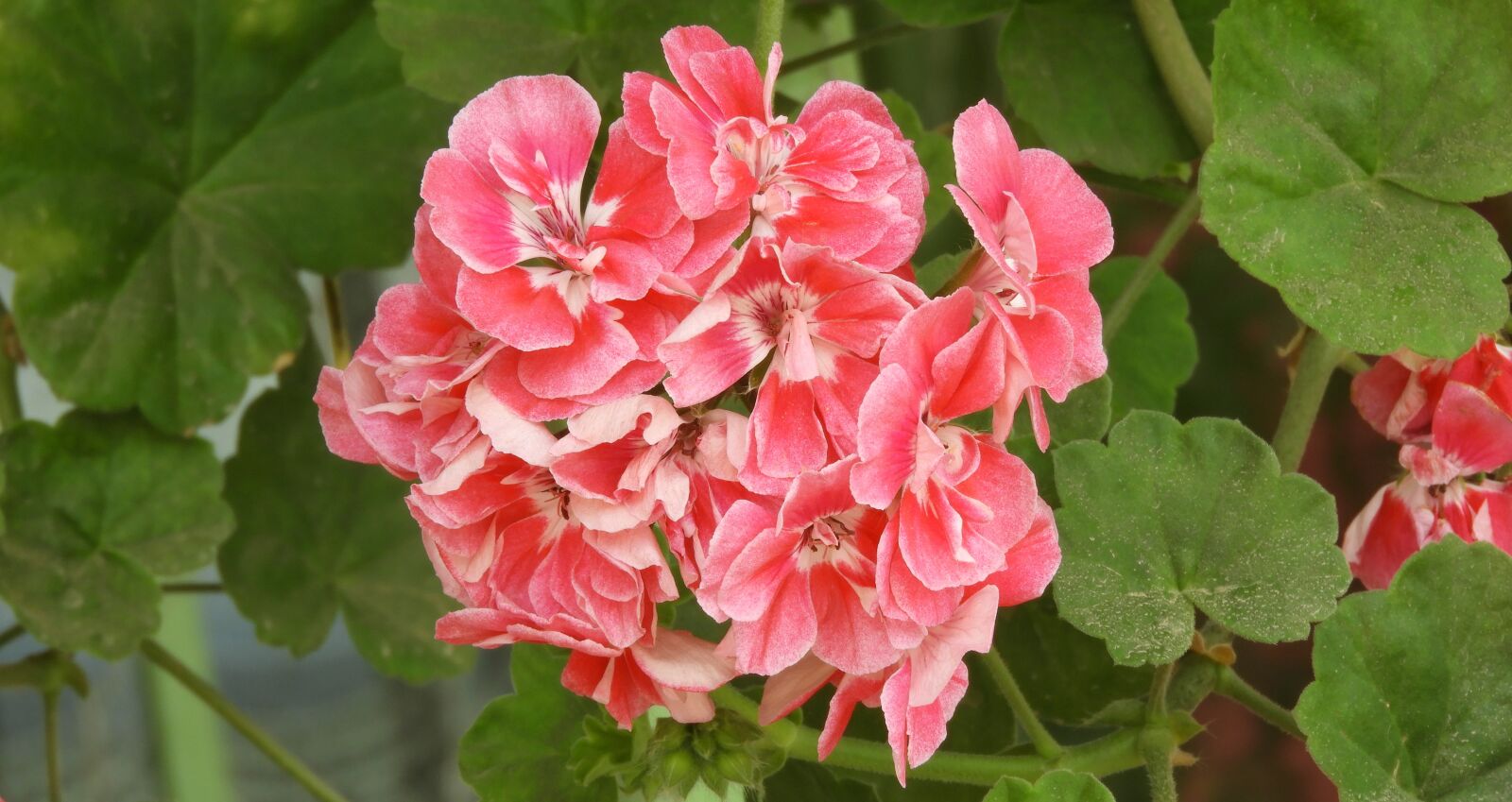 Nikon Coolpix B700 sample photo. Nature, plant, flower photography