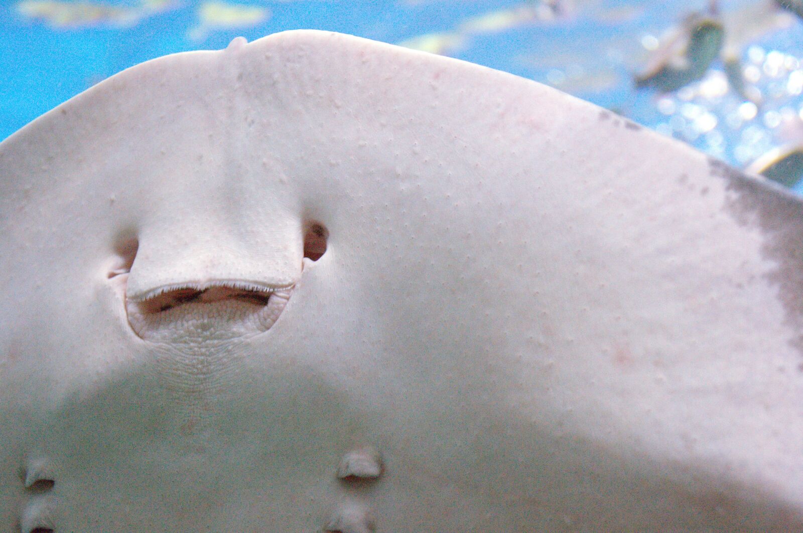 Nikon D3100 sample photo. Sea, stingray, animal photography