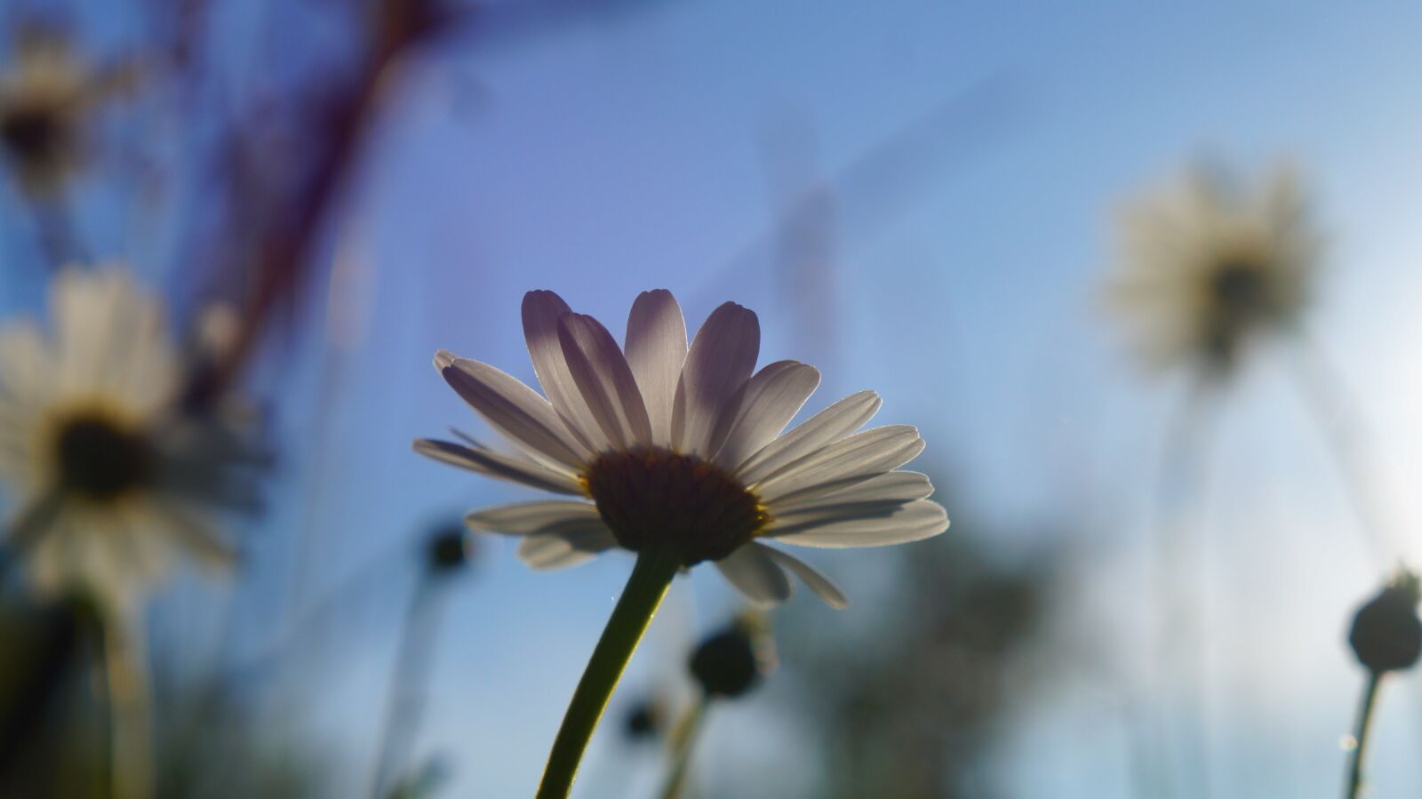 Sony Alpha a3000 + Sony E 18-55mm F3.5-5.6 OSS sample photo. Nature, plants, daisy photography