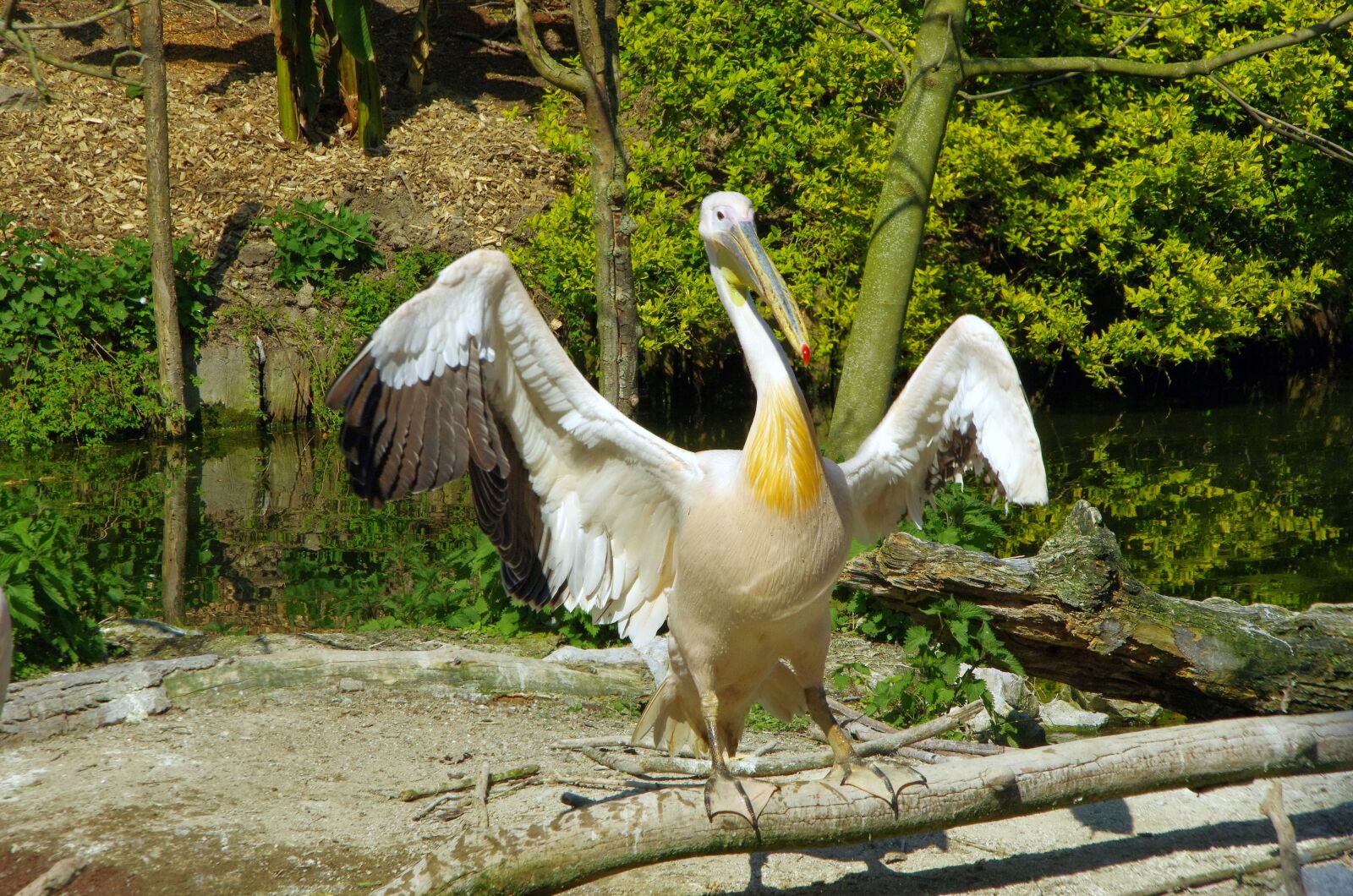 Pentax K-5 sample photo. Pelican, bird, pelecanidae photography