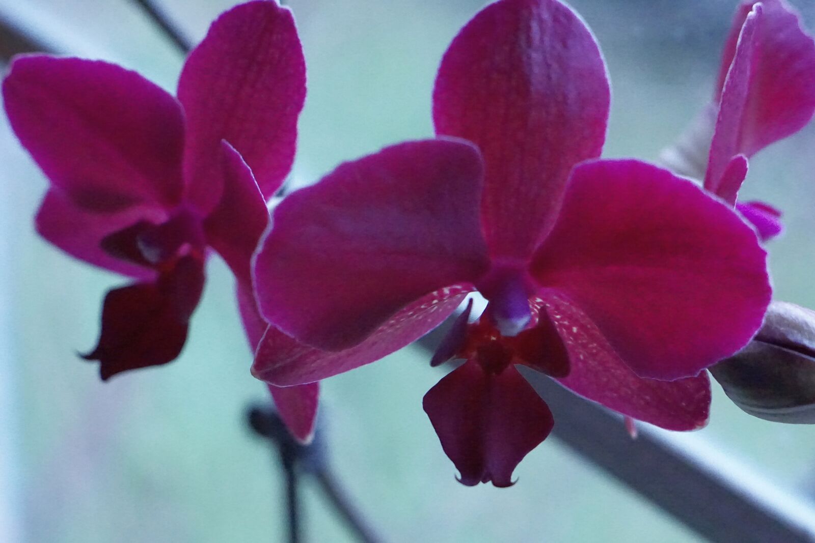 Sony a6000 + E 50mm F1.8 OSS sample photo. Orchid, red, bloom photography
