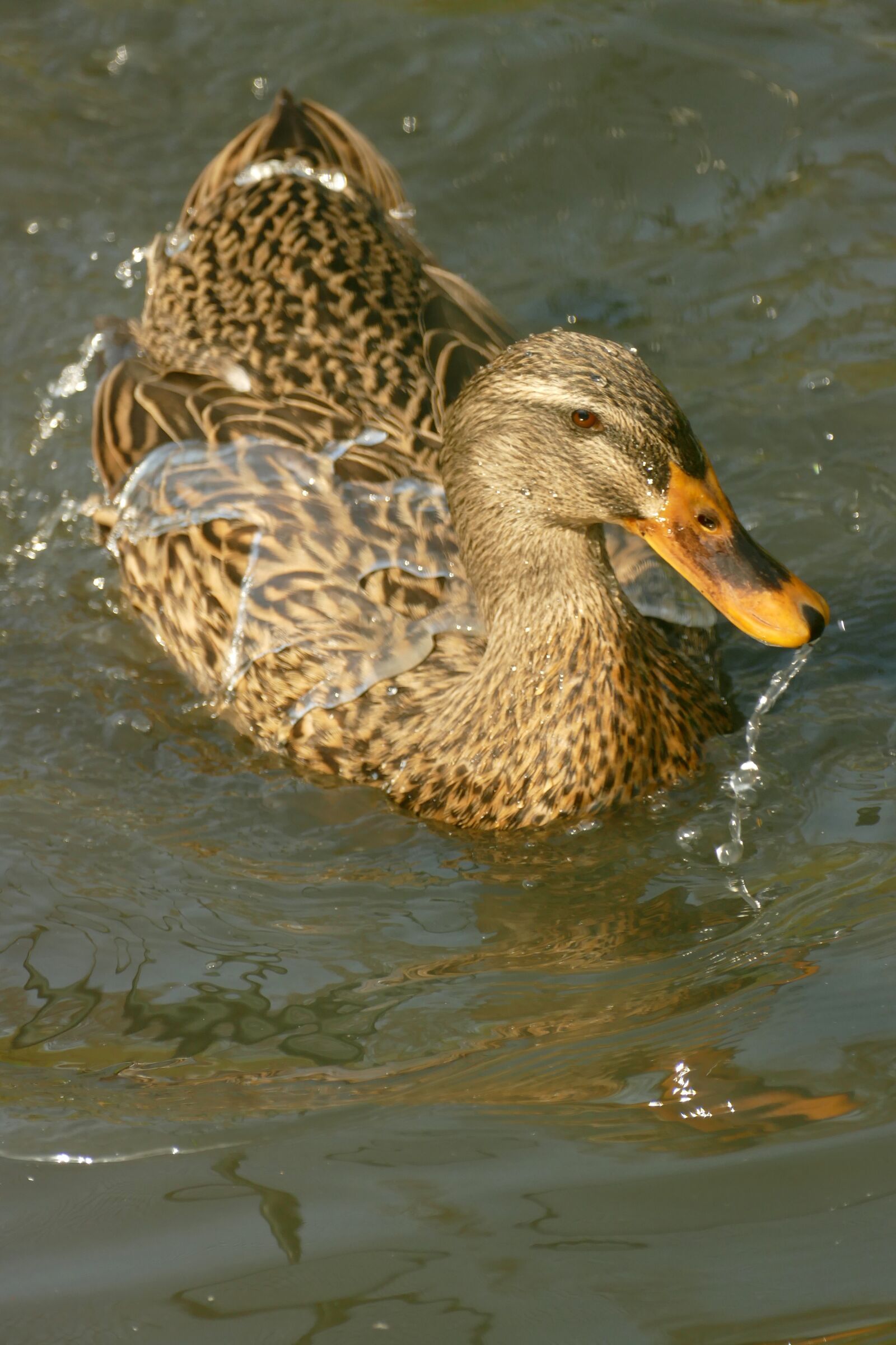 Panasonic Lumix DMC-FZ1000 sample photo. Duck, mallard, waterfowl photography