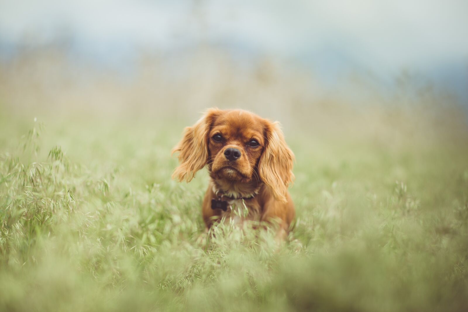 Canon EOS 6D + Canon EF 85mm F1.2L II USM sample photo. Animal, cavalier king charles photography