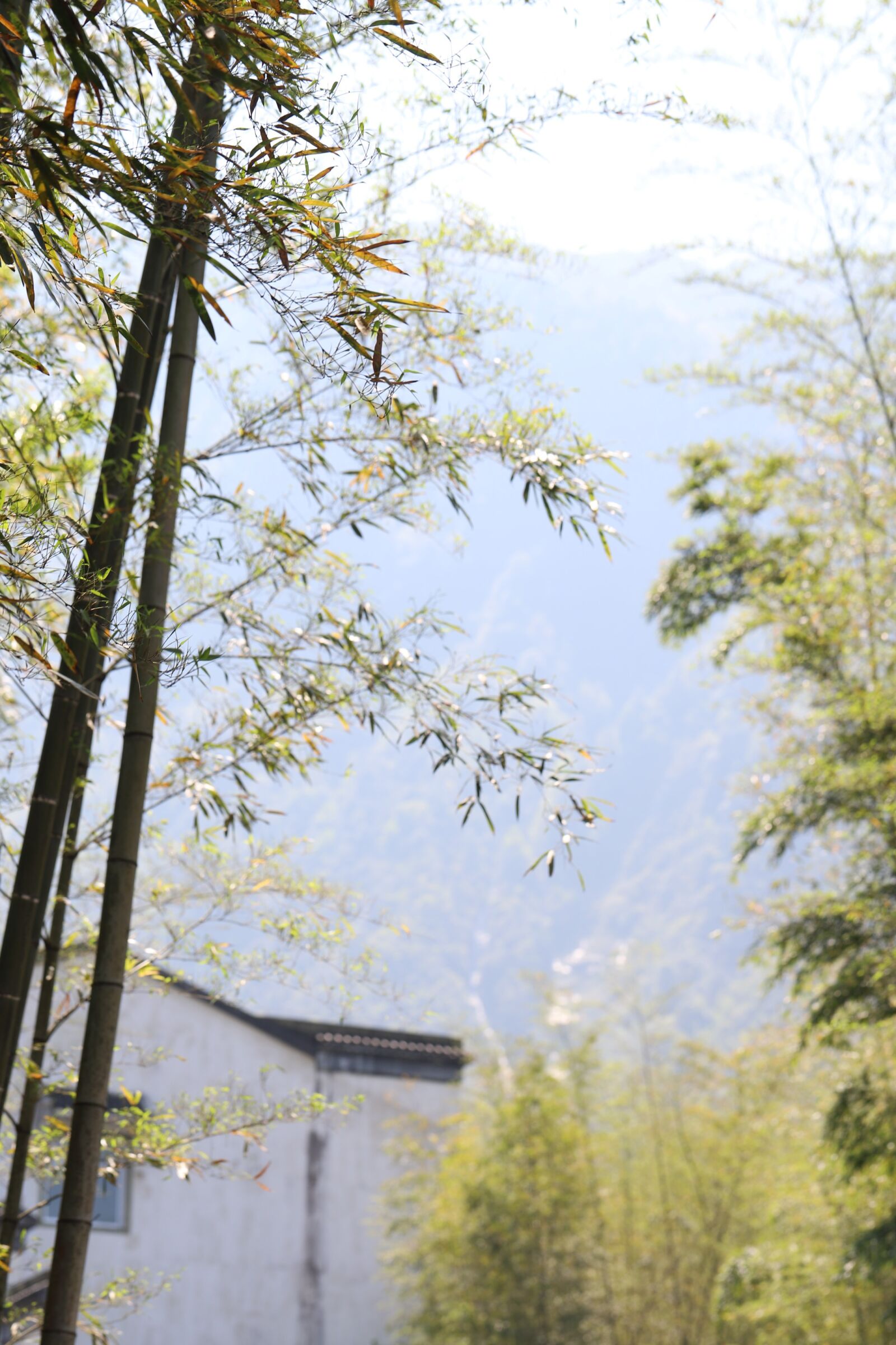 Canon EOS 6D Mark II + Canon EF 100mm F2.8L Macro IS USM sample photo. The mountains, bamboo, tenements photography