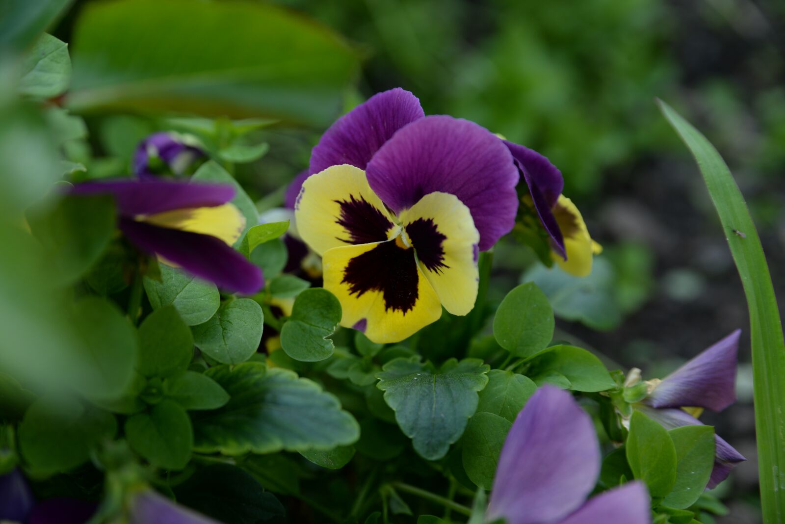Nikon D610 sample photo. Flowers, flower, nature photography