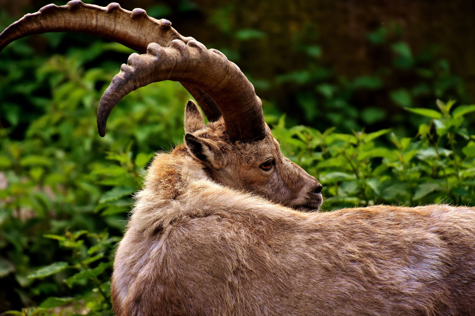Nikon D7200 sample photo. Capricorn, horns, animal photography