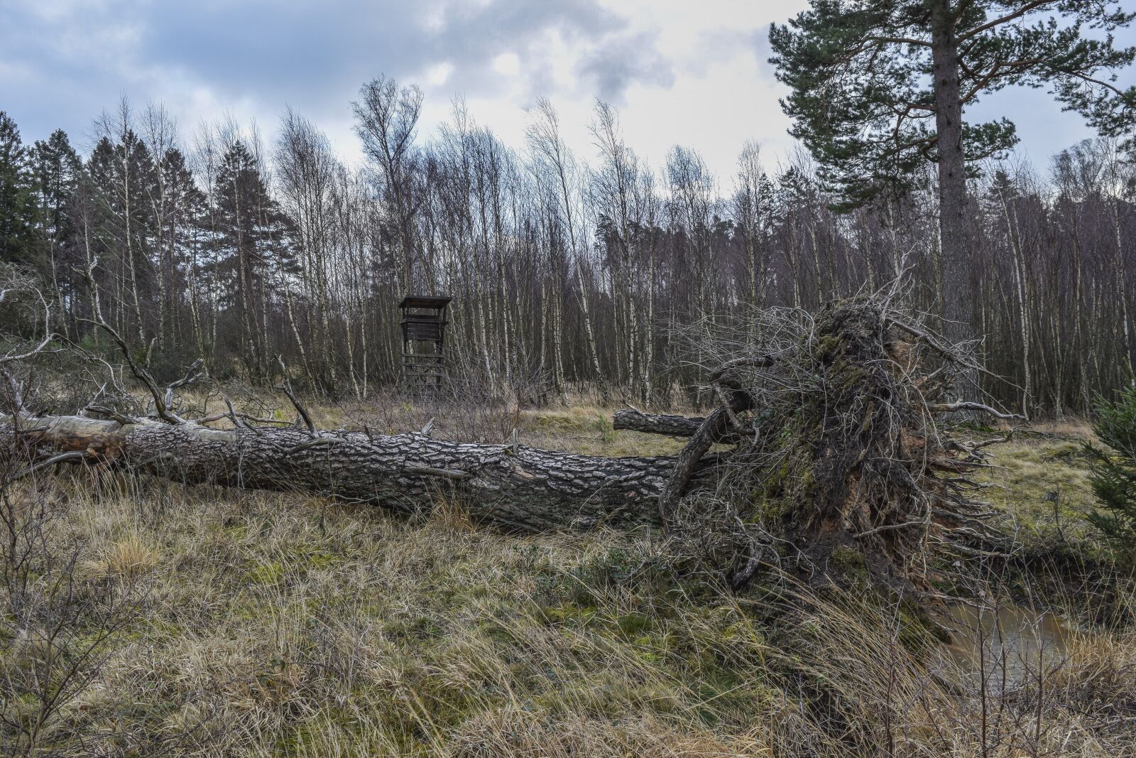 Nikon D3300 sample photo. Nature, landscape, moor photography