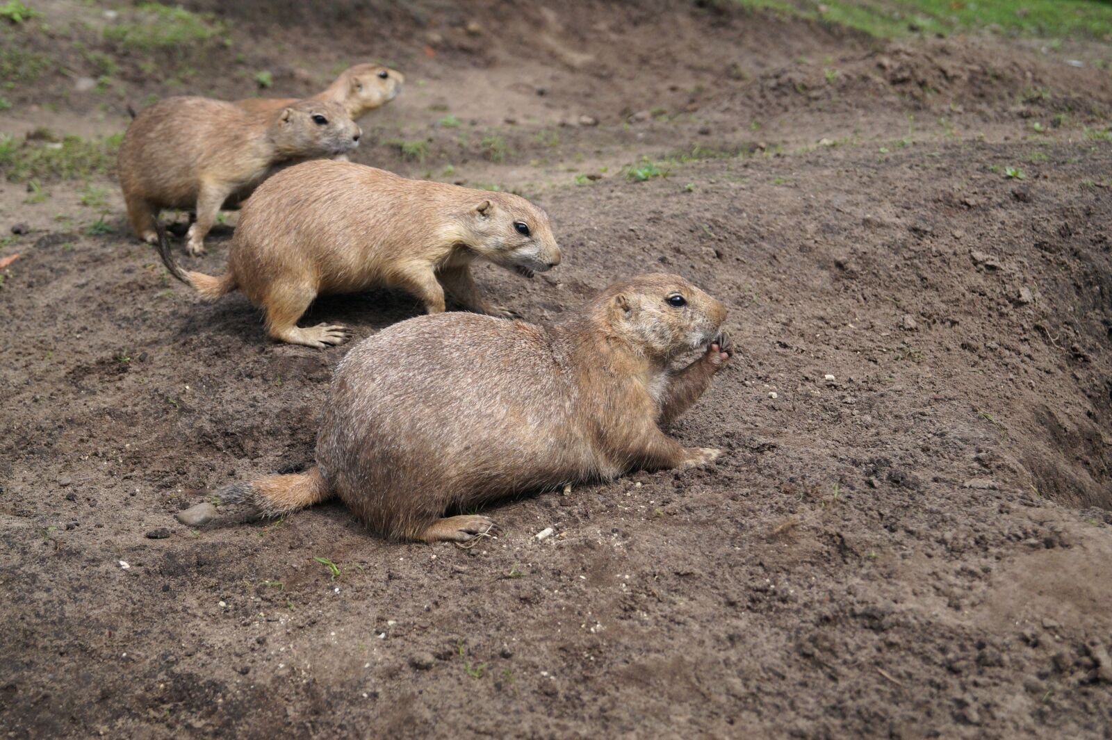Sony DT 18-55mm F3.5-5.6 SAM II sample photo. Prairie dogs, rodents, animals photography