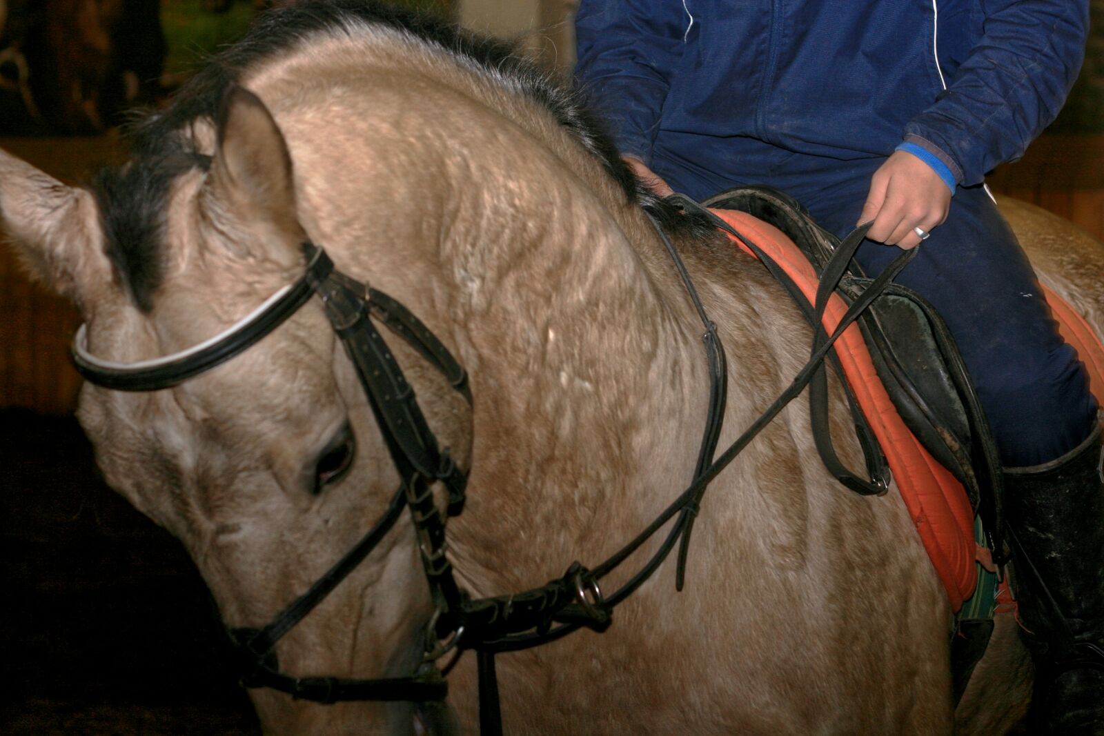 Canon EF 50mm f/1.8 sample photo. Horse, stallion, kazakhstan photography