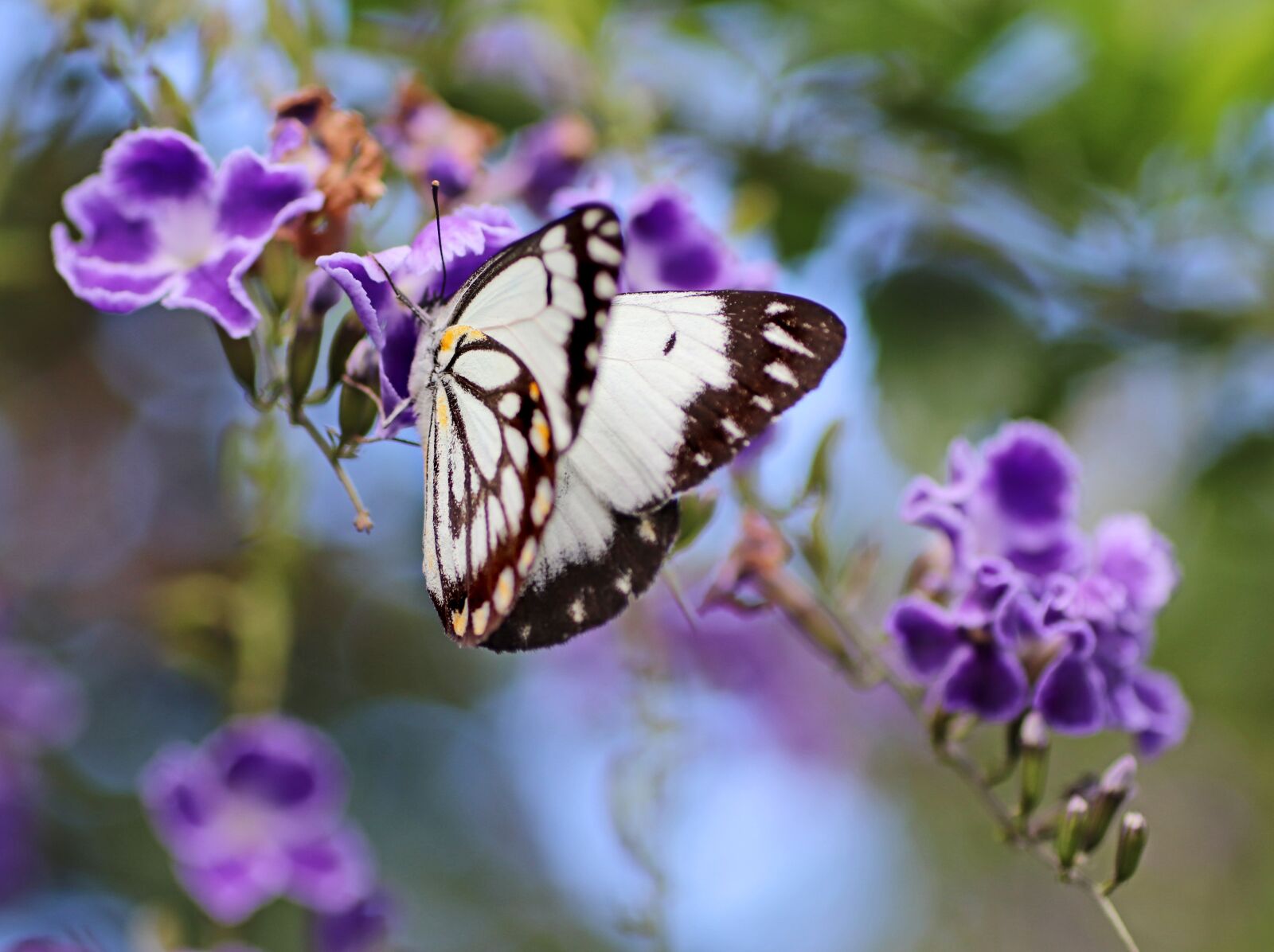 Tamron SP 90mm F2.8 Di VC USD 1:1 Macro sample photo. Butterfly, insect, nectar photography