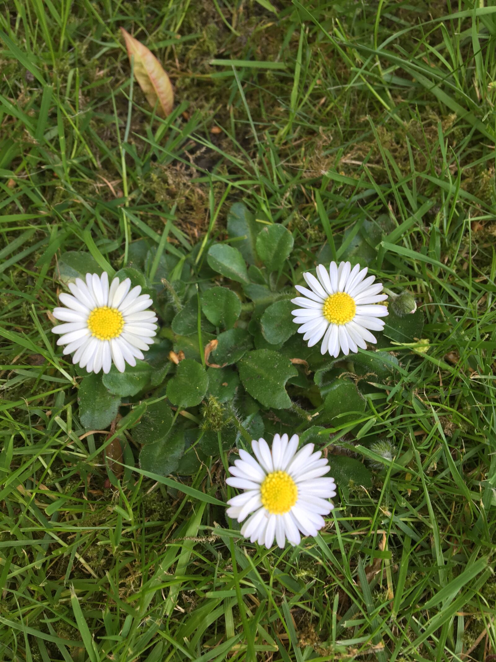 Apple iPhone 6s sample photo. Daisy's, grass, garden photography