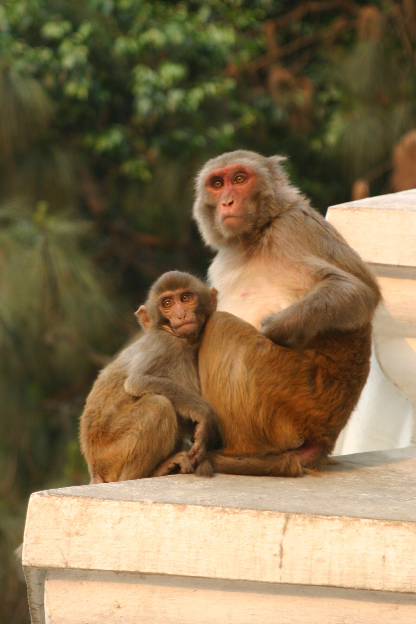 Canon EOS 300D (EOS Digital Rebel / EOS Kiss Digital) sample photo. Monkey, kathmandu, nepal photography