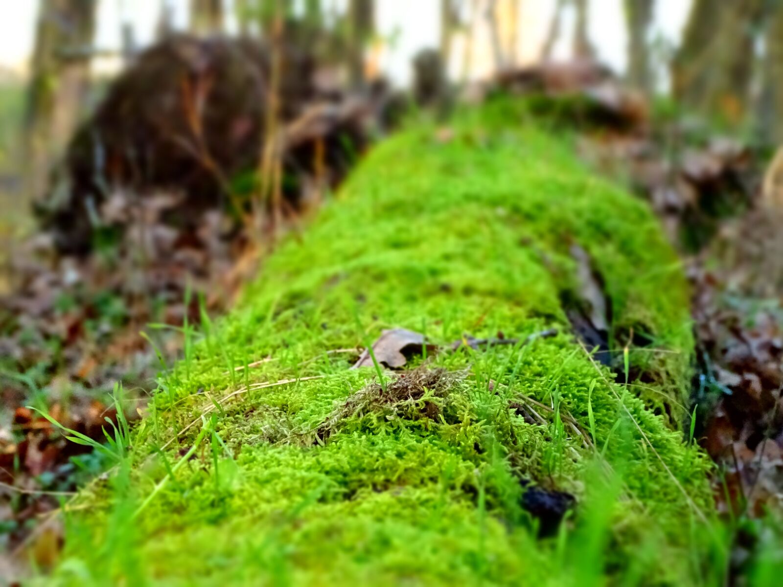 Sony Cyber-shot DSC-HX400V sample photo. Moss, lively, fallen tree photography