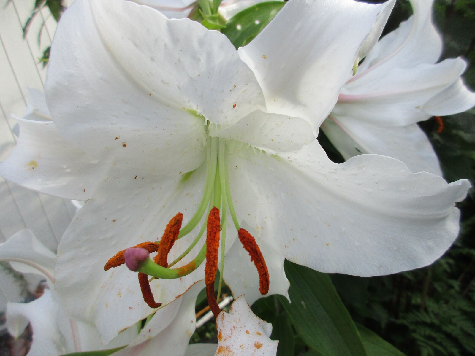 Canon PowerShot ELPH 170 IS (IXUS 170 / IXY 170) sample photo. Lilly, white lilly, flower photography