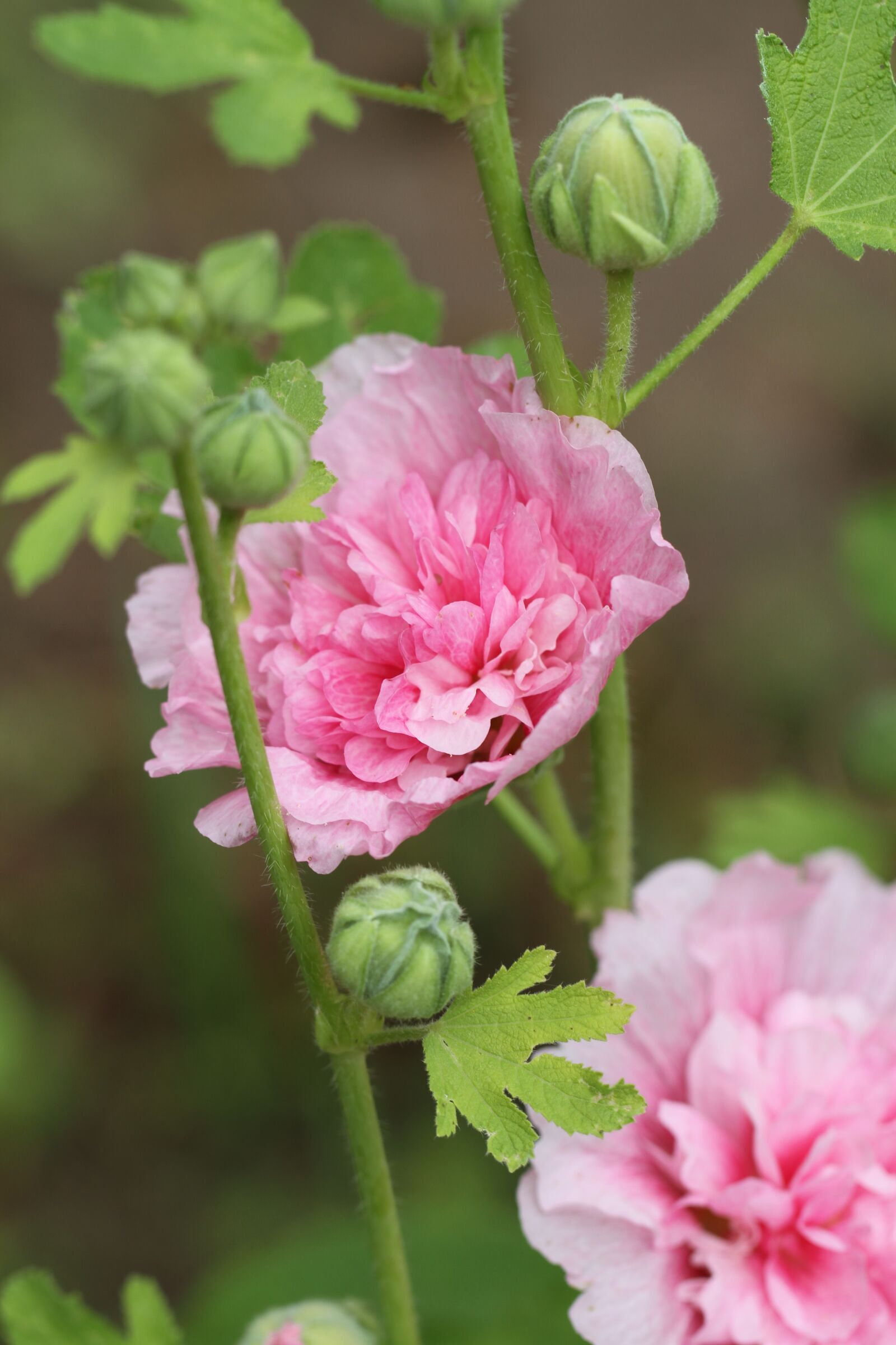 Canon EOS 7D sample photo. Flower, nature, flora photography