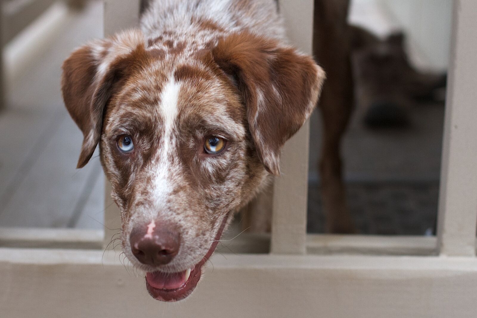 Canon EOS 7D sample photo. Dog, chimera, blue photography