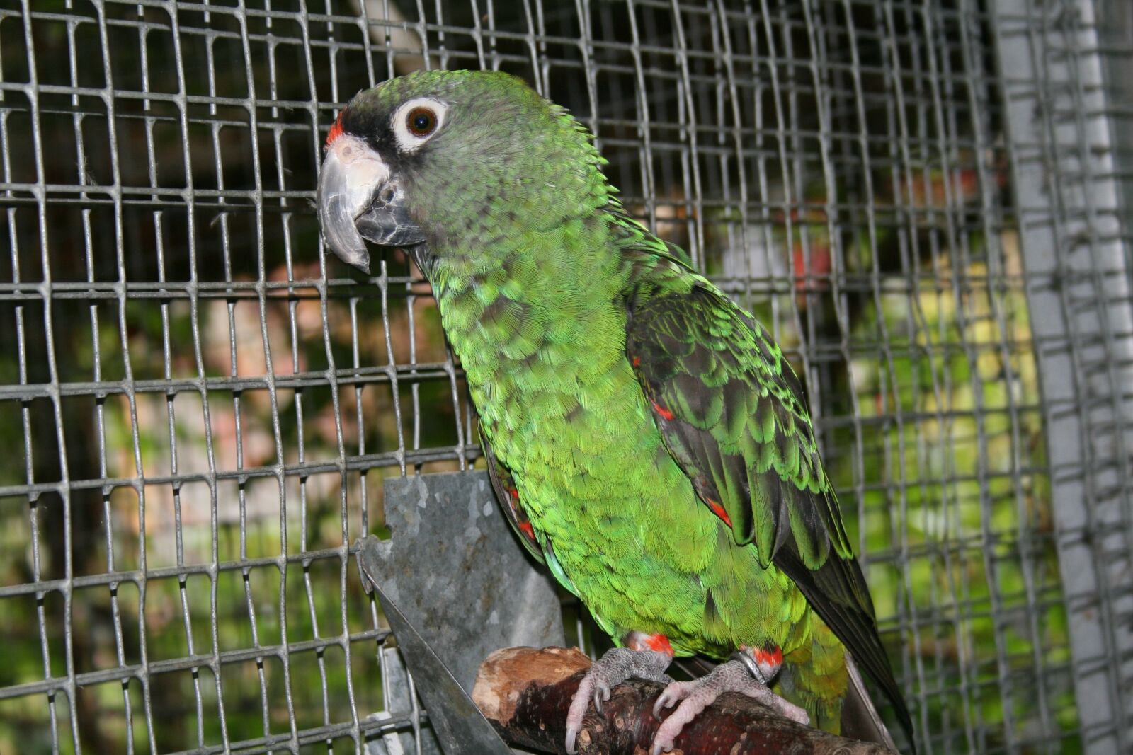Canon EOS 400D (EOS Digital Rebel XTi / EOS Kiss Digital X) sample photo. Jardine's parrot, bird, parrot photography