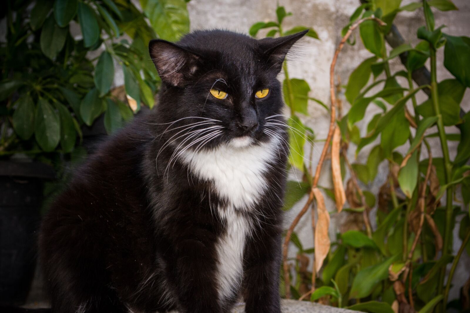 Nikon D3100 sample photo. Cat, kitty, gato photography